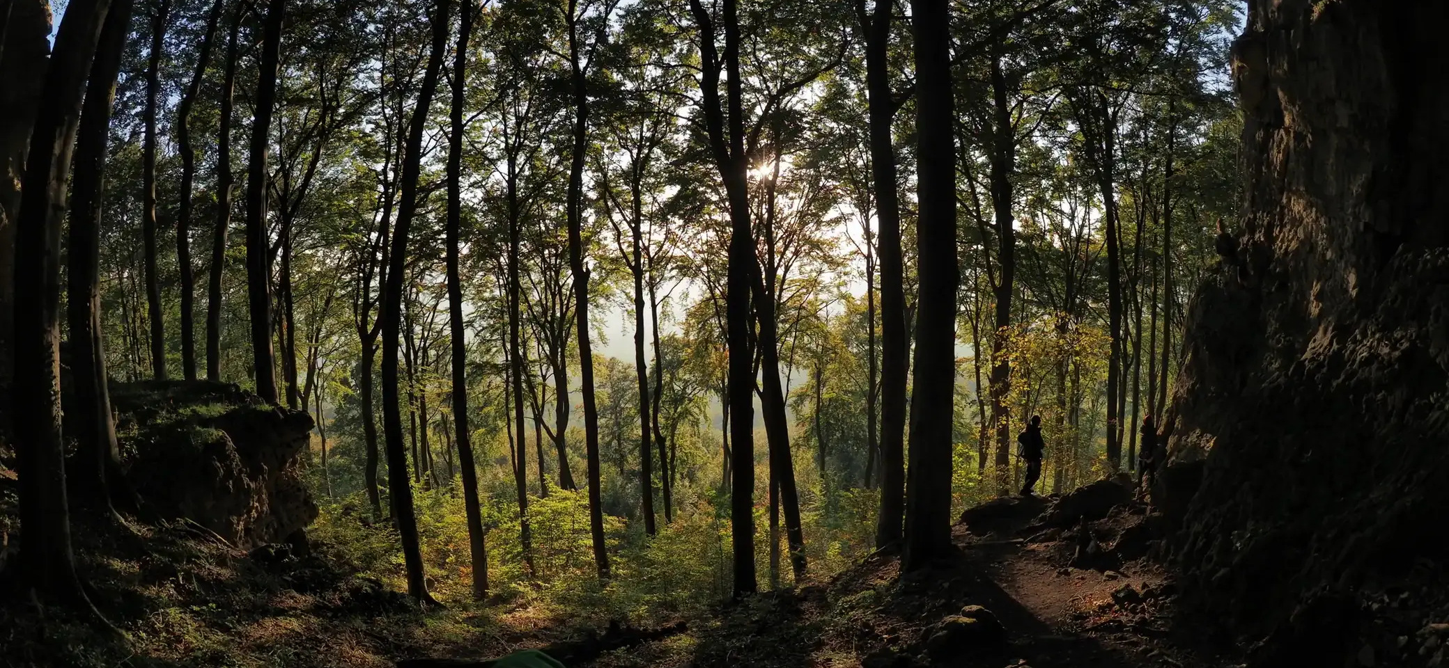 Wald | © Markus Golletz